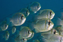 School of Threadfin Pearl Perch.  Ningaloo Reef, Western ... by Ross Gudgeon 